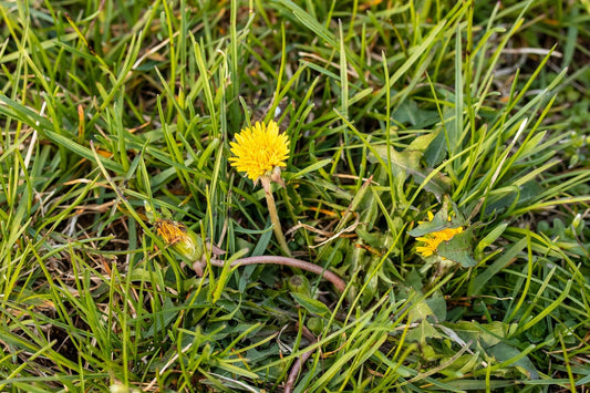 What You Can Do About Insect and Pollinator Decline and Extinction