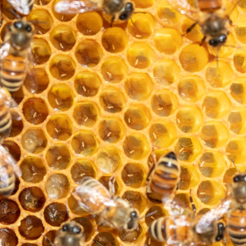 Spring 2025 Nucleus Colonies
