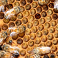 Spring 2025 Nucleus Colonies