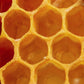 Spring 2025 Nucleus Colonies