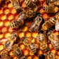 Spring 2025 Nucleus Colonies