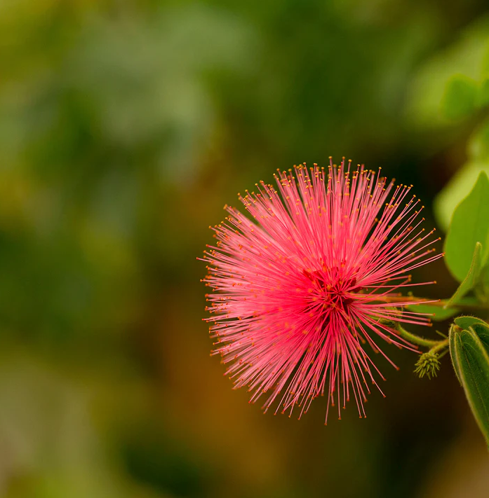 Flower with pink buds