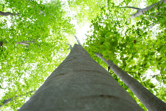 Tall tree trunk with green leaves